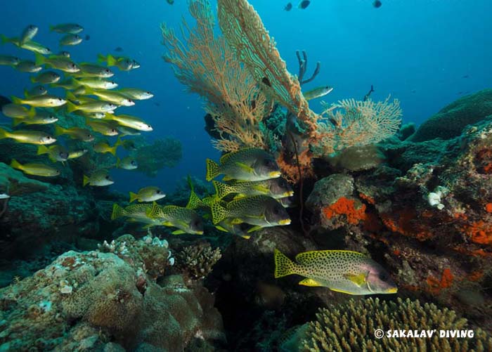 formation plongée photo et vidéo à Madagascar